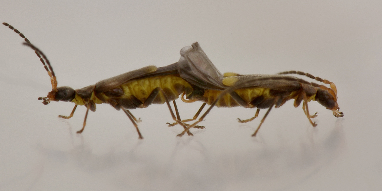 Cantharidae:   Malthodes sp.